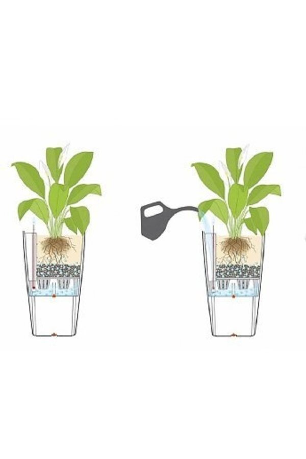 Asplenium dans Rondo auto-arrosant