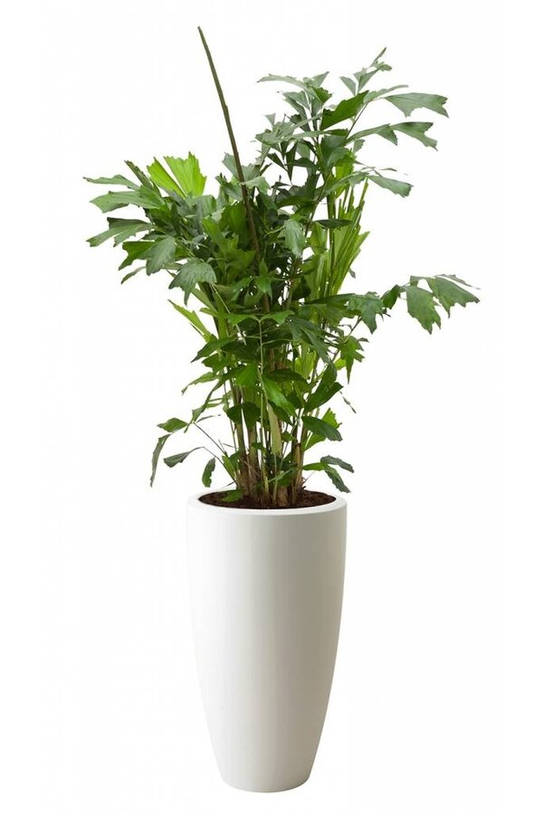 Caryota Mitis dans Pure Soft