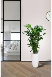 Caryota Mitis dans Pure Soft