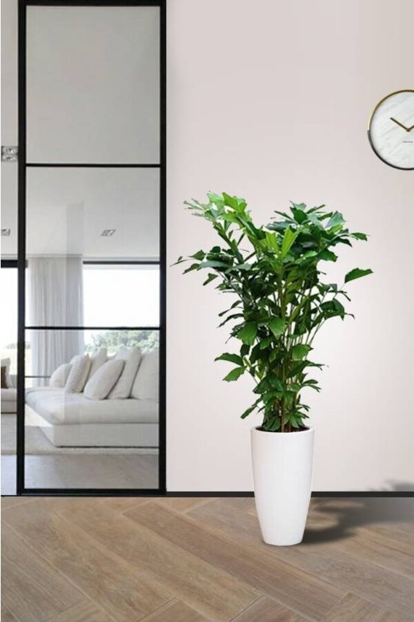 Caryota Mitis dans Pure Soft