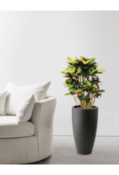 Croton Iceton in Pure Soft