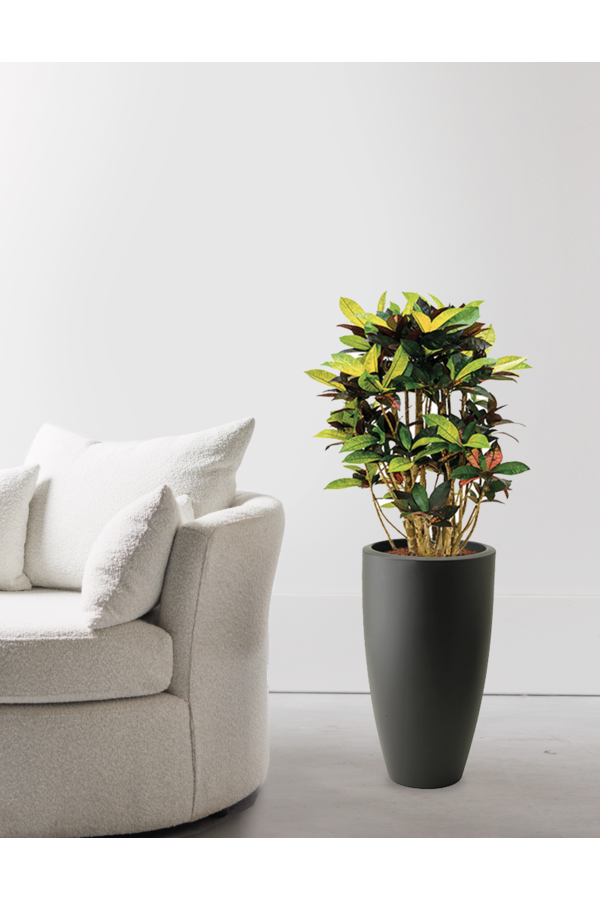 Croton Iceton in Pure Soft