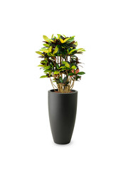 Croton Iceton in Pure Soft