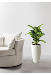 Dieffenbachia Maroba dans Pure Soft