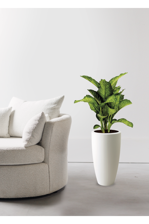 Dieffenbachia Maroba dans Pure Soft