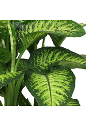 Dieffenbachia Maroba dans Pure Soft