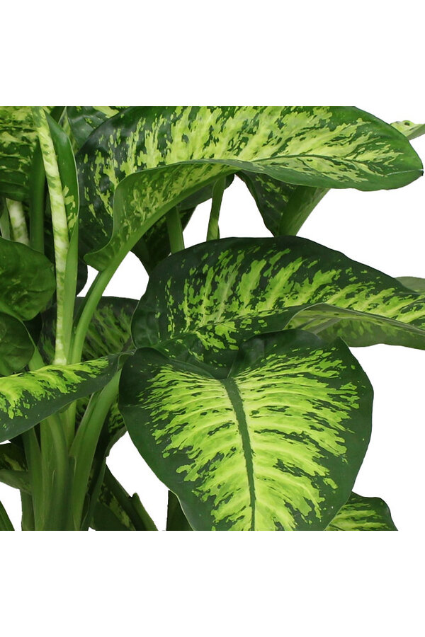 Dieffenbachia Maroba dans Pure Soft