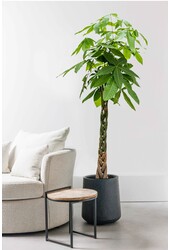 Pachira Aquatica Tressé L