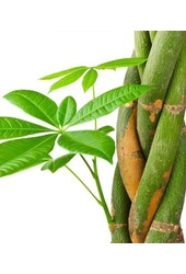 Pachira Aquatica Gevlochten L