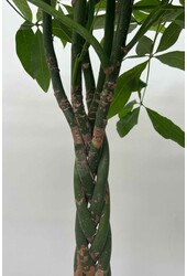 Pachira Aquatica Gevlochten L