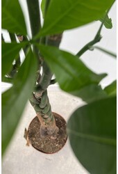 Pachira Aquatica Gevlochten L