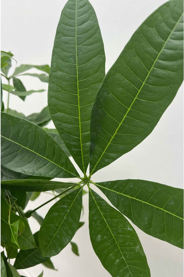 Pachira Aquatica Gevlochten L