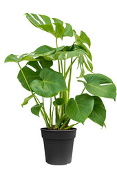 Monstera Plante à Trous Bush M