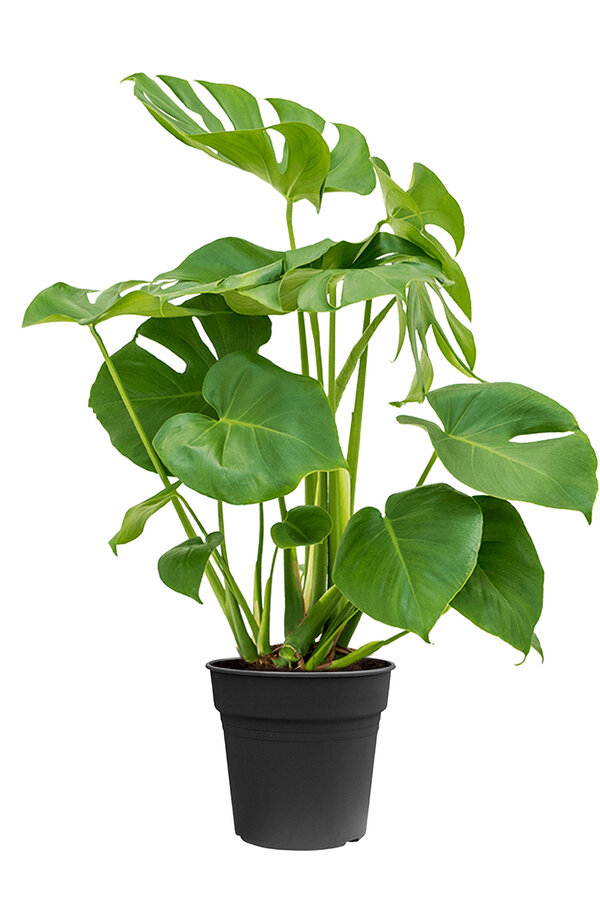 Monstera Gatenplant Bush M