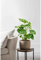 Monstera Plante à Trous Bush M