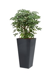 Schefflera in antraciete zelfwatergevende Runner