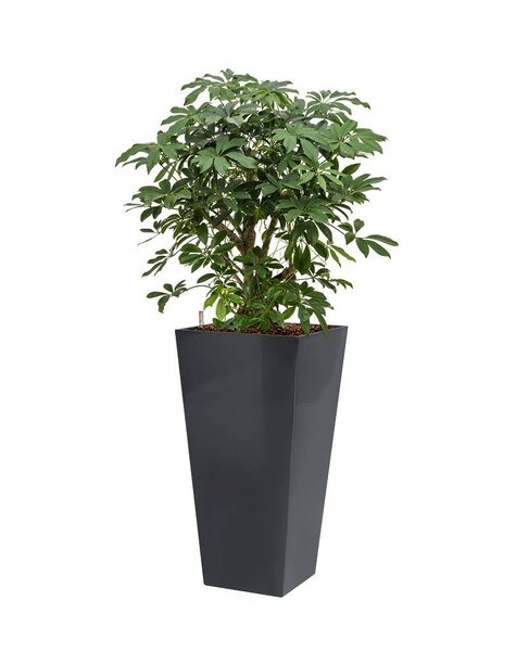 Hydroplante Schefflera
