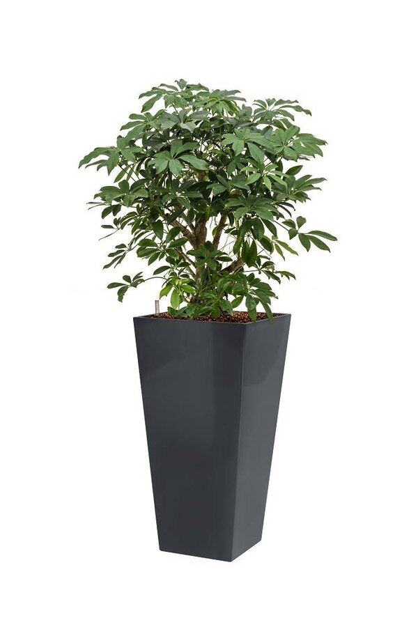 Schefflera in antraciete zelfwatergevende Runner
