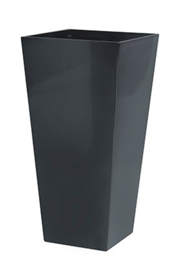 Schefflera dans un pot auto-arrosant Runner anthracite