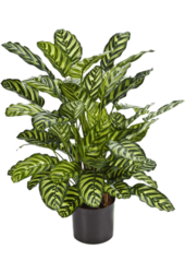 Calathea artificielle