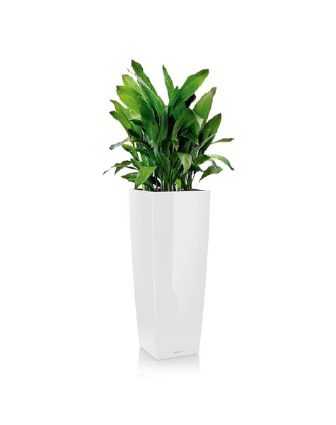 Lechuza Aspidistra