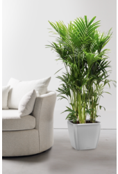 Palmier Kentia dans un Quadro auto-arrosant