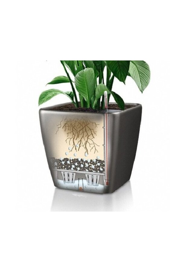 Palmier Kentia dans un Quadro auto-arrosant