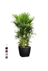 Palmier Kentia dans un Quadro auto-arrosant