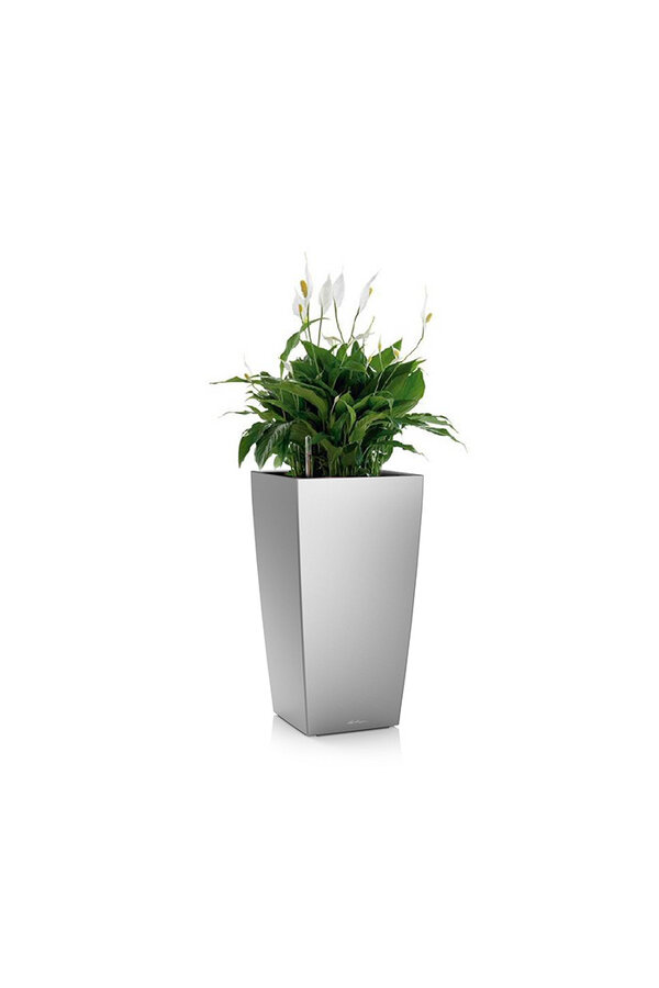Spathiphyllum dans un cube auto-arrosant