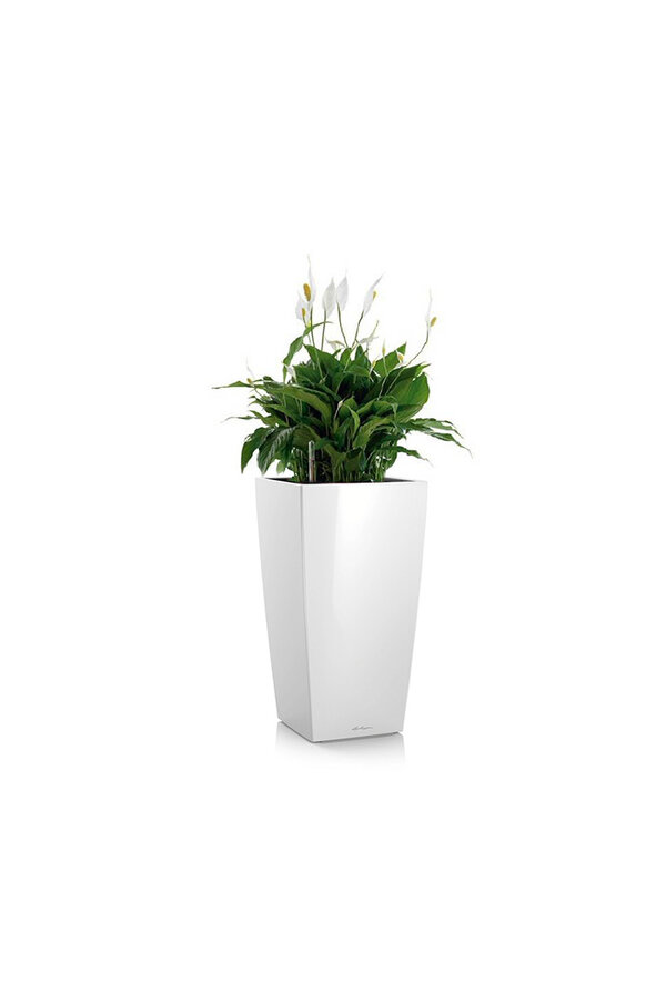 Spathiphyllum dans un cube auto-arrosant