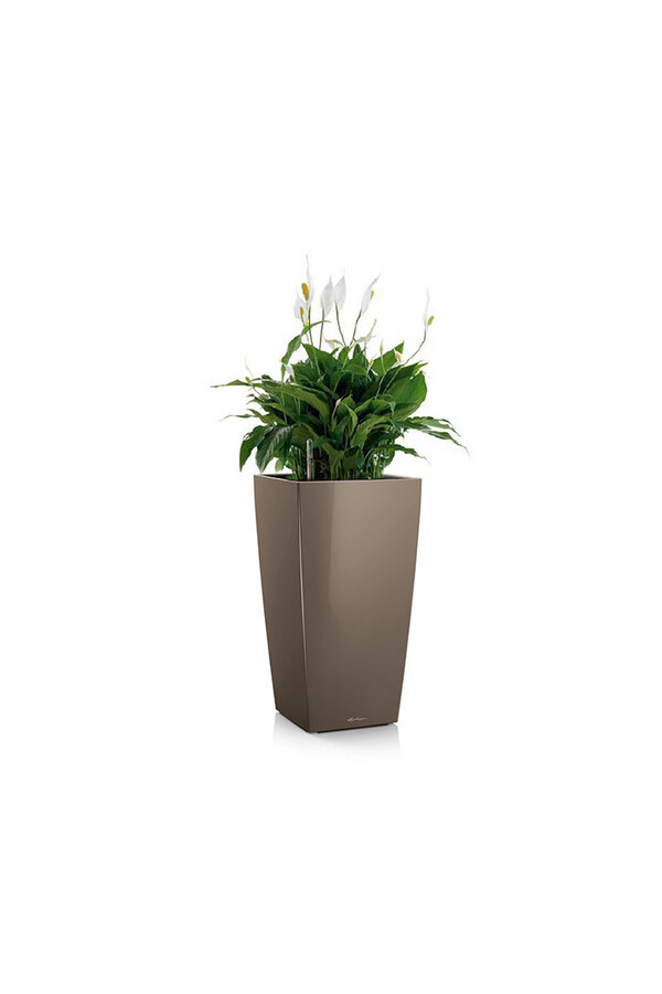 Spathiphyllum dans un cube auto-arrosant