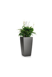 Spathiphyllum dans un cube auto-arrosant