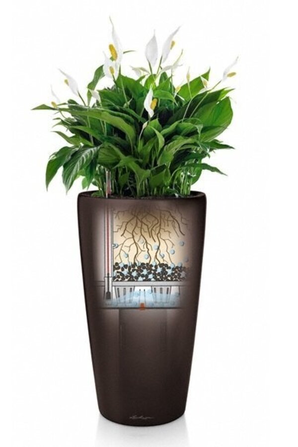 Spathiphyllum dans un cube auto-arrosant
