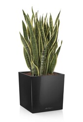 Sansevieria dans un Cube auto-arrosant