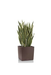 Sansevieria in zelfwatergevende Cube