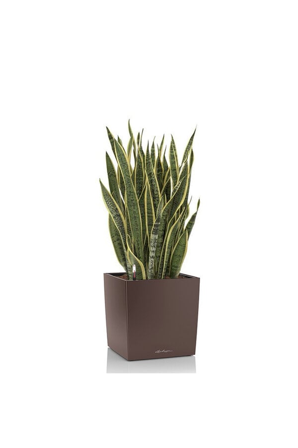 Sansevieria in zelfwatergevende Cube