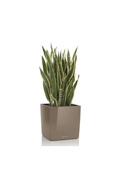 Sansevieria in zelfwatergevende Cube