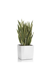 Sansevieria dans un Cube auto-arrosant