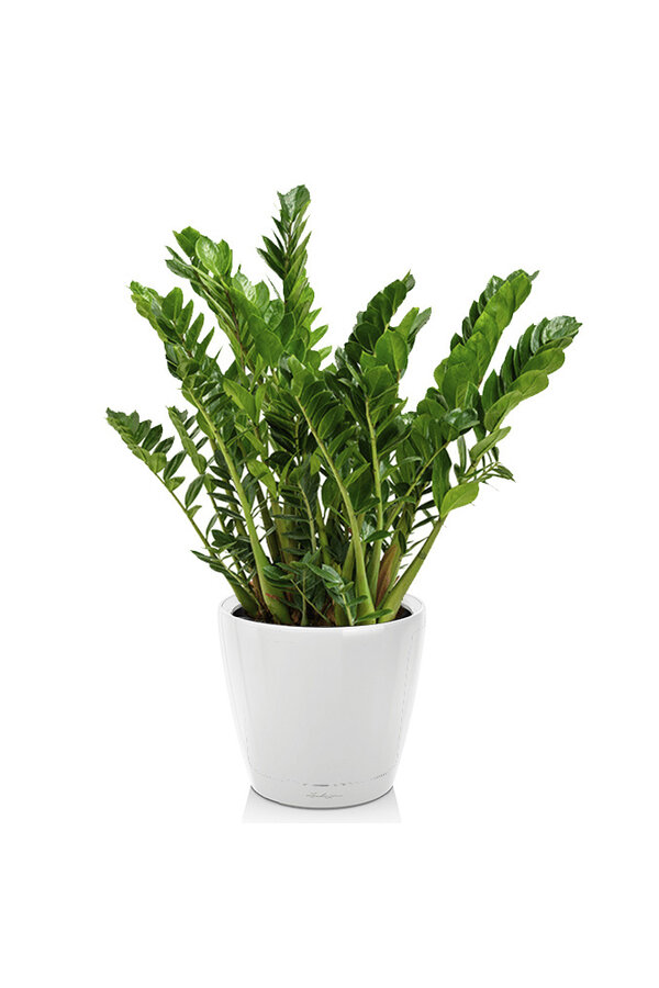 Zamioculcas dans un Classico auto-arrosant