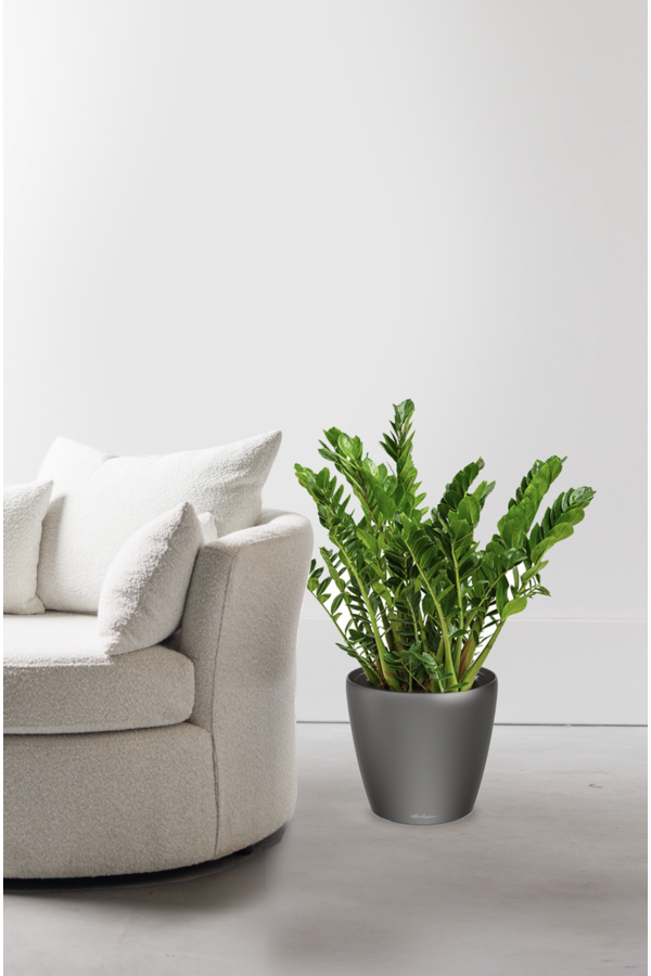 Zamioculcas dans un Classico auto-arrosant