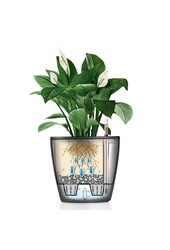 Zamioculcas in Zelfwatergevende Classico