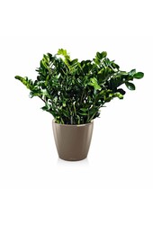 Zamioculcas dans un Classico auto-arrosant