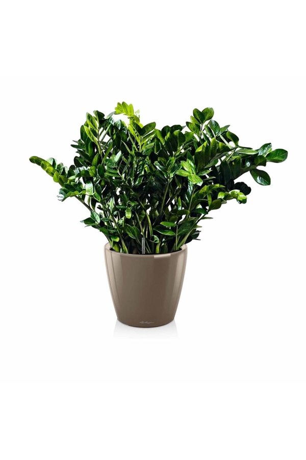 Zamioculcas dans un Classico auto-arrosant