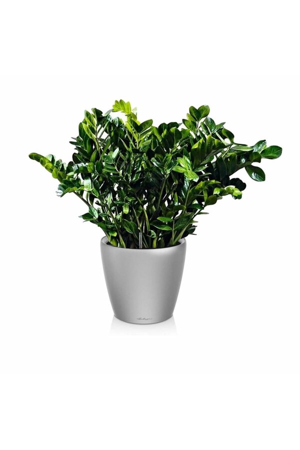 Zamioculcas in Zelfwatergevende Classico