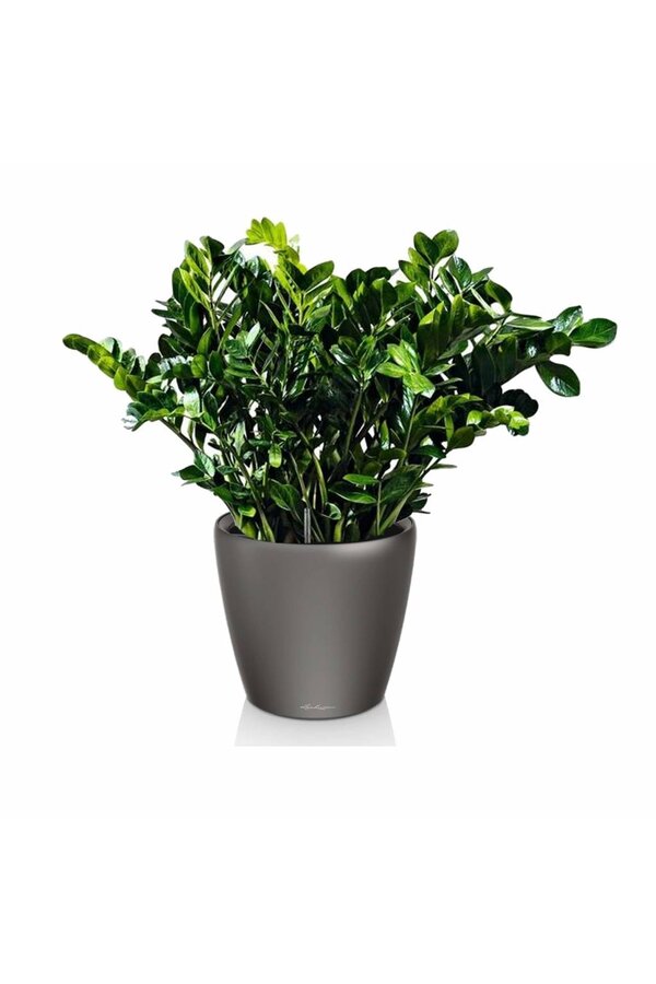 Zamioculcas in Zelfwatergevende Classico