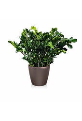 Zamioculcas in Zelfwatergevende Classico