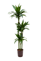 Plante hydroponique Dracaena janet craig