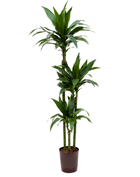 Plante hydroponique Dracaena
