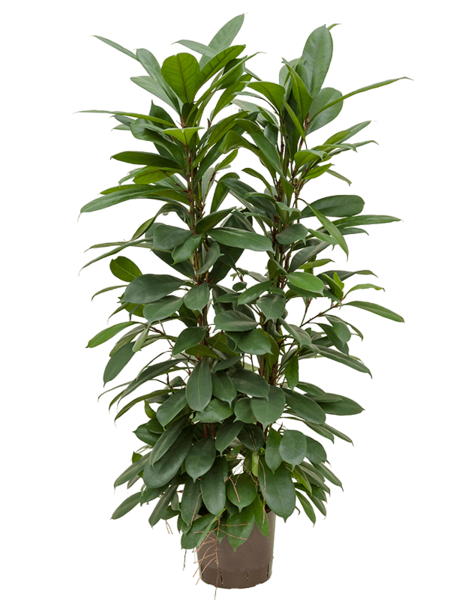 Plante hydroponique Ficus cyathistipula