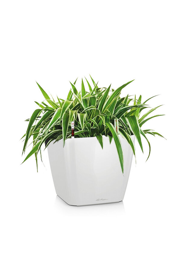 Plante araignée dans un Quadro à réserve d'eau